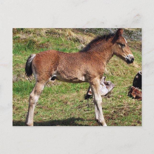 Foal postcard (Front)