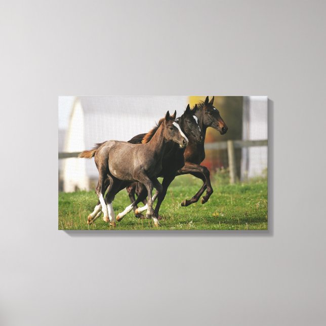 Foal Running Canvas Print (Front)