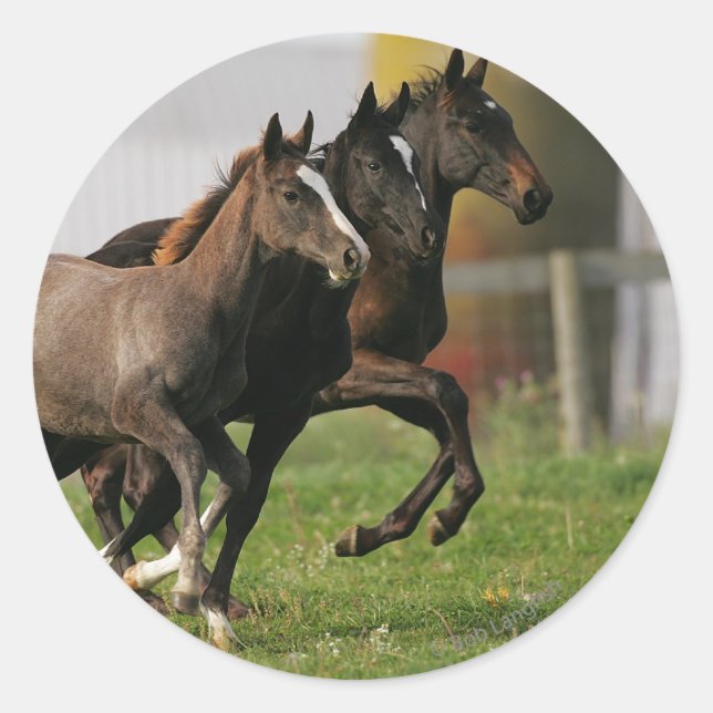 Foal Running Classic Round Sticker (Front)