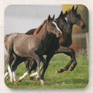 Foal Running Coaster