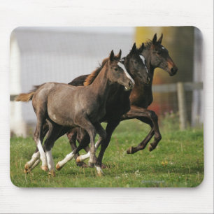 Foal Running Mouse Mat