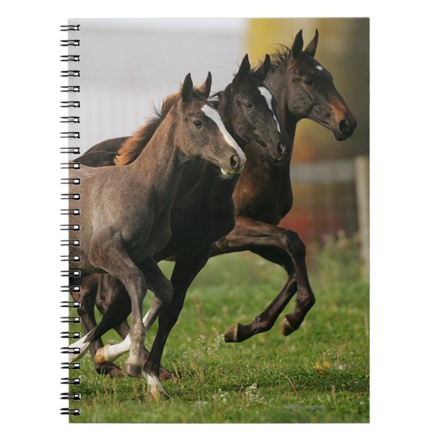 Foal Running Notebook (Front)
