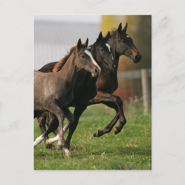 Foal Running Postcard (Front)