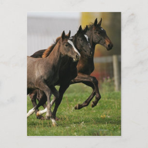 Foal Running Postcard