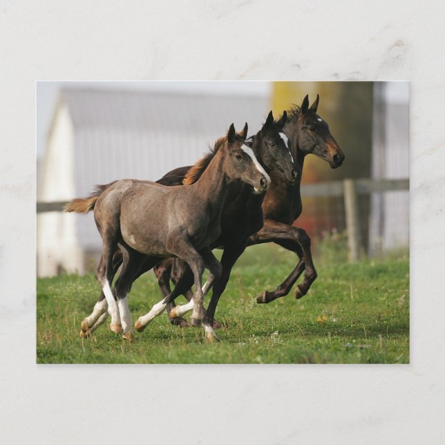 Foal Running Postcard (Front)