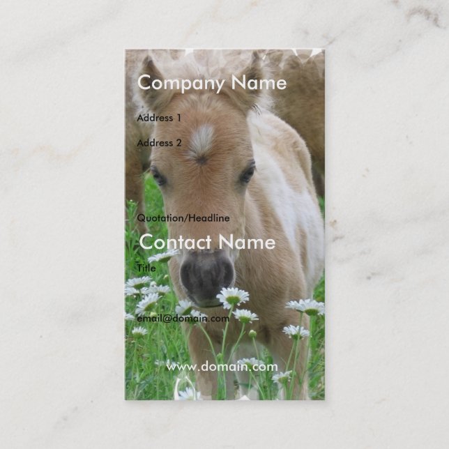 Foal Smelling Daisies on Business Card (Front)