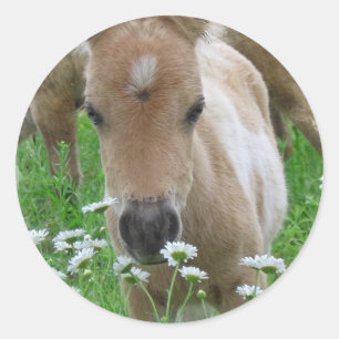 Foal Smelling Daisies Sticker