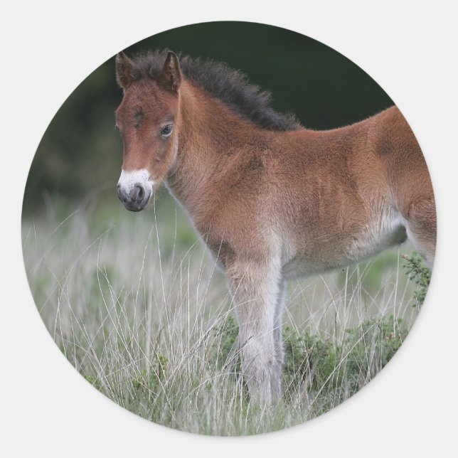 Foal Standing Classic Round Sticker (Front)