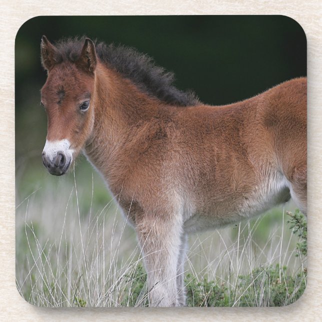Foal Standing Coaster (Front)