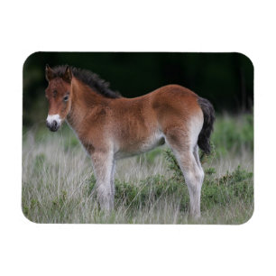 Foal Standing Magnet