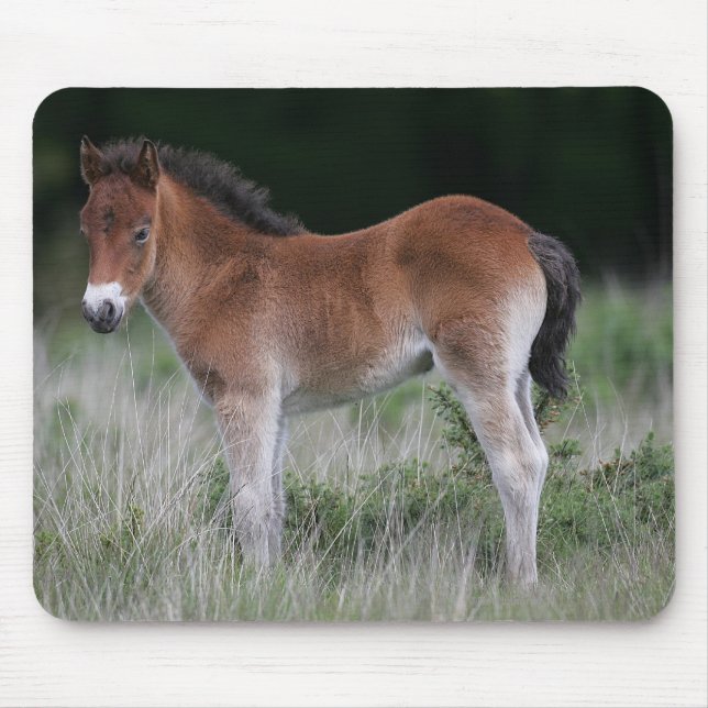 Foal Standing Mouse Mat (Front)