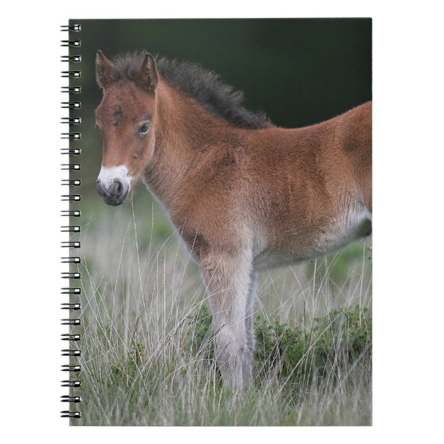 Foal Standing Notebook (Front)