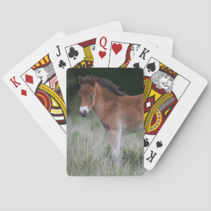 Foal Standing Playing Cards
