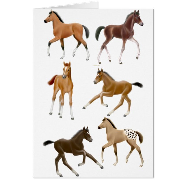 Foals (Front)