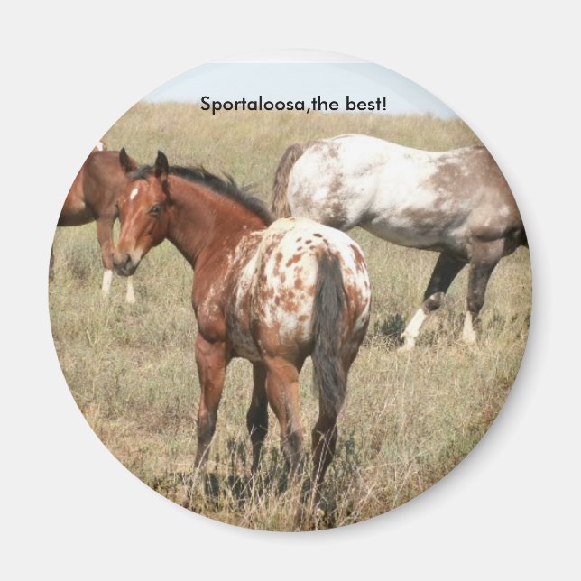 foals magnet (Front)