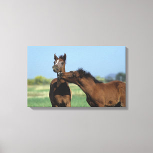 Foals Playing 2 Canvas Print