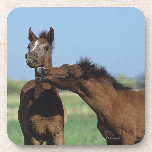 Foals Playing 2 Coaster (Front)