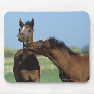 Foals Playing 2 Mouse Mat