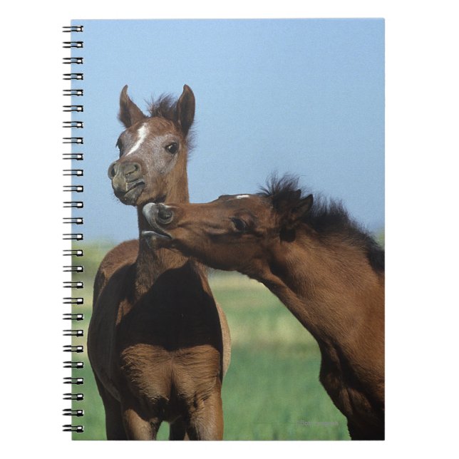 Foals Playing 2 Notebook (Front)