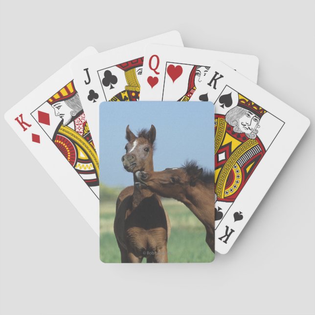 Foals Playing 2 Playing Cards (Back)