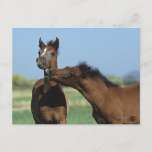Foals Playing 2 Postcard