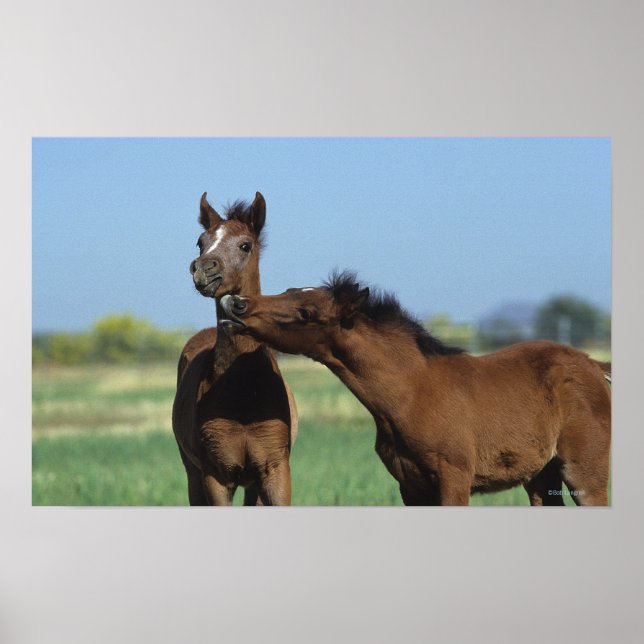 Foals Playing 2 Poster (Front)