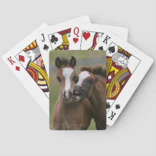 Foals Playing Cards