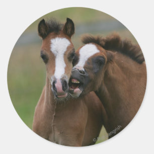 Foals Playing Classic Round Sticker