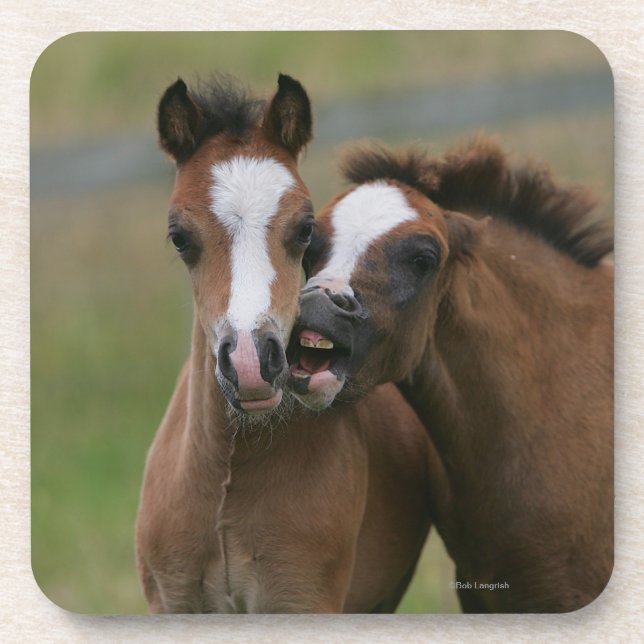 Foals Playing Coaster (Front)