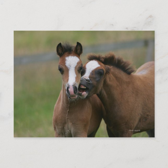 Foals Playing Postcard (Front)
