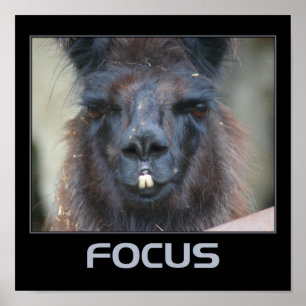 Focus Intense Llama Inspirational Poster