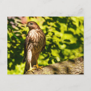 Focused Postcard
