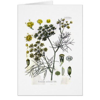 Foeniculum capillaceum(fennel)