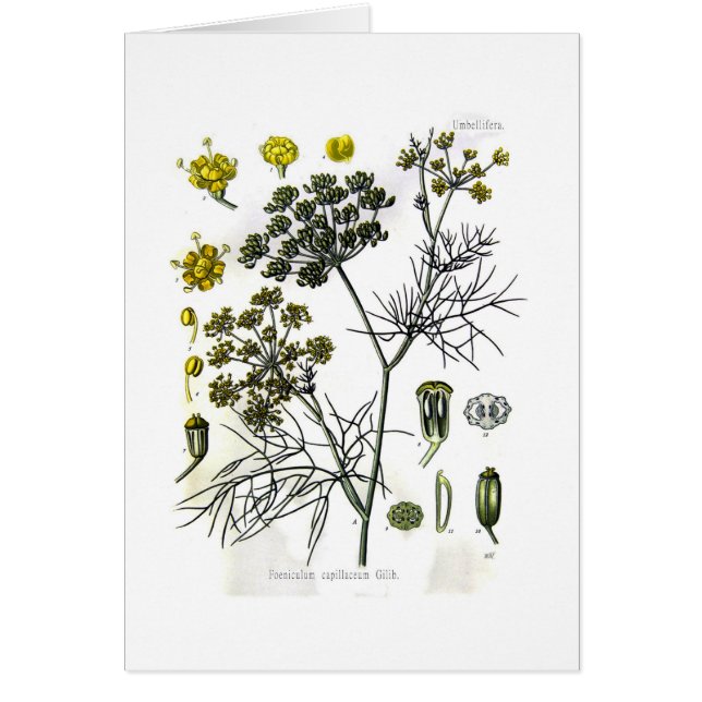Foeniculum capillaceum(fennel) (Front)