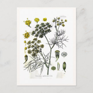 Foeniculum capillaceum(fennel) postcard