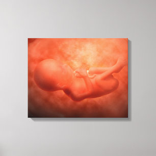 Foetus Development At 24 Weeks Canvas Print