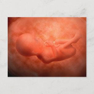 Foetus Development At 24 Weeks Postcard