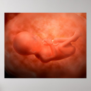 Foetus Development At 24 Weeks Poster