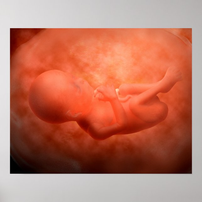 Foetus Development At 24 Weeks Poster (Front)