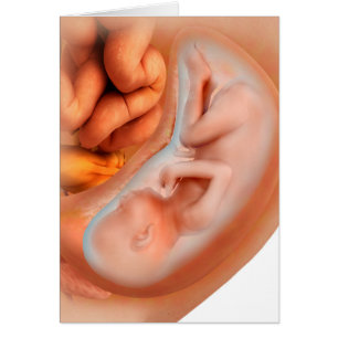 Foetus Development At 36 Weeks