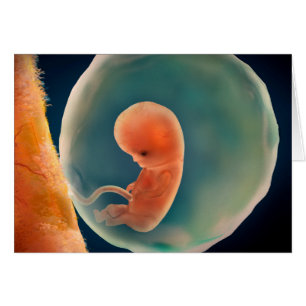 Foetus Development At 9 Weeks