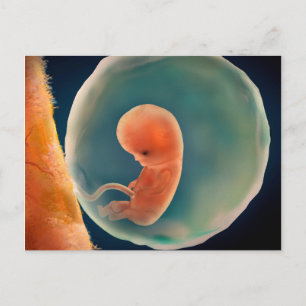 Foetus Development At 9 Weeks Postcard