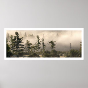 Fog and Conifers in the Morning Poster