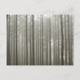 Fog Forest Postcard