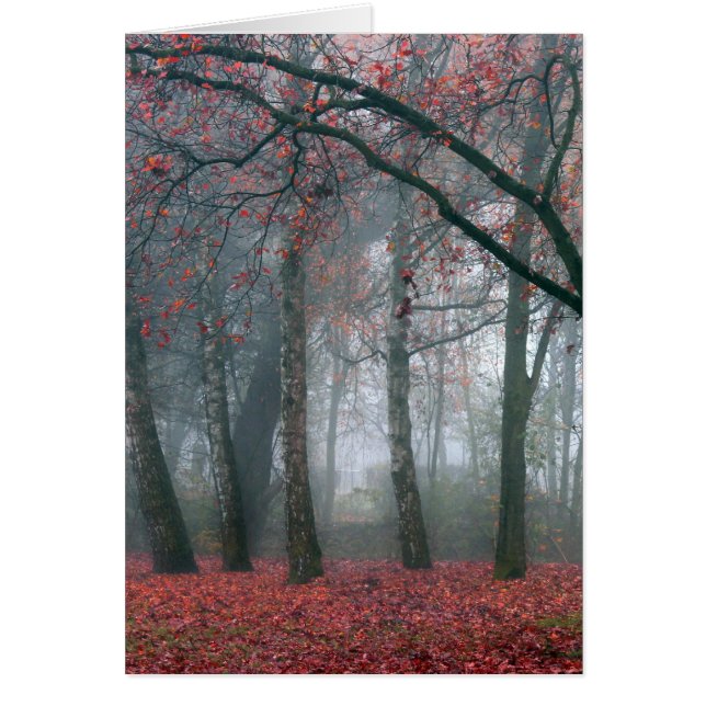 Fog in Autumn Forest with Red Leaves (Front)