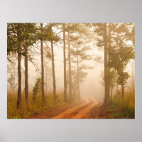 Fog in pine forestforest,beautiful,black,dark,dawn