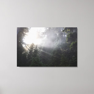 Fog & Sun Beams in a Washington Forest Canvas Print