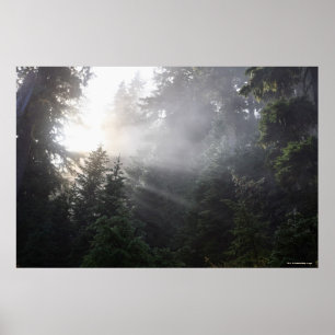 Fog & Sun Beams in a Washington Forest Poster