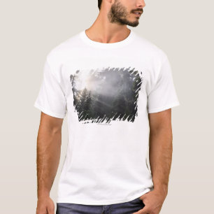 Fog & Sun Beams in a Washington Forest T-Shirt