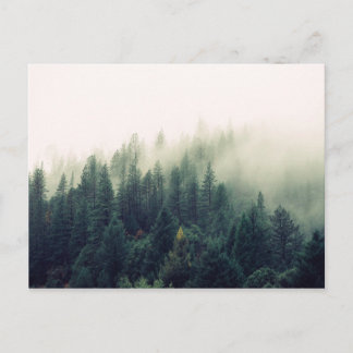 Foggy Forest Postcard